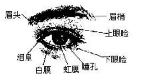 眼尾長 面相|金自在相面秘訣——眼睛篇